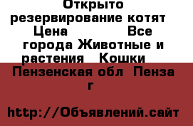 Открыто резервирование котят › Цена ­ 15 000 - Все города Животные и растения » Кошки   . Пензенская обл.,Пенза г.